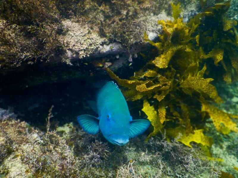 Snorkeling Tour: Discover Sydneys impressive sea life - Final Thoughts: Is It Worth It?