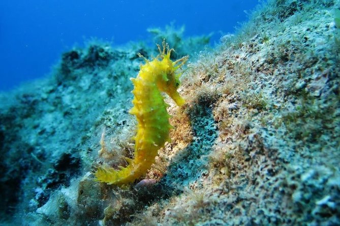 Snorkeling Tour From Coast to Coast of Taormina & Isola Bella - Key Points