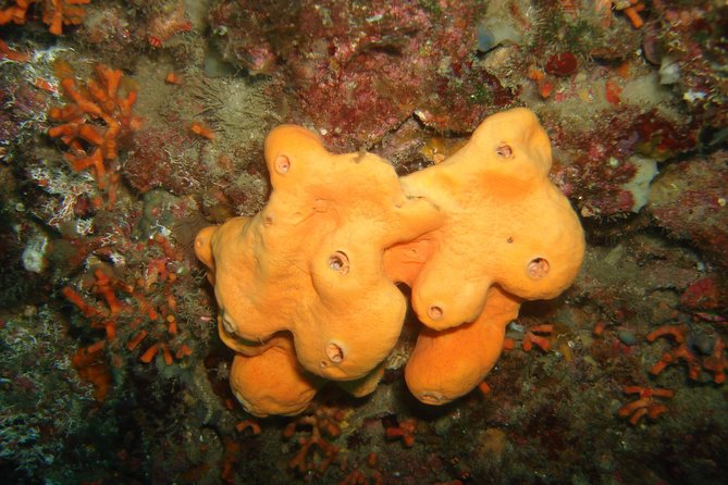 Snorkeling Tour From Coast to Coast of Taormina & Isola Bella - Marine Life Encounters