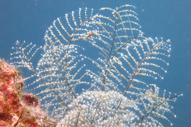 Snorkeling Tour From Coast to Coast of Taormina & Isola Bella - Meeting Point and Logistics