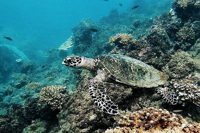 Snorkeling Tour in Caño Island With Lunch - Recommendations and Considerations