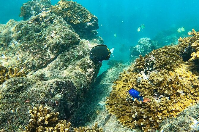 Snorkeling Tour in Caño Island With Lunch From Drake Bay - Tour Itinerary and Activities