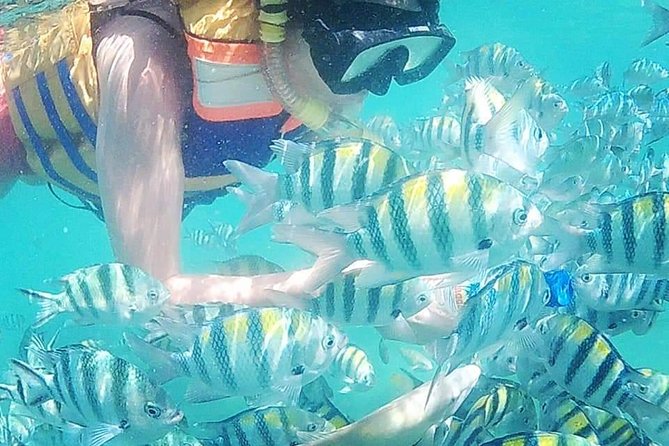 Snorkeling Tour In Gili Islands Pick Up From Lombok Or Gili - Key Points