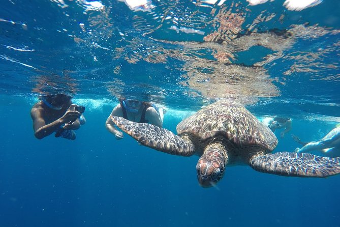 Snorkeling Tour In Gili Islands Pick Up From Lombok Or Gili - Highlights of the Experience