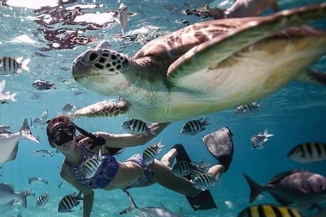 Snorkeling Tour In Gili Islands Pick Up From Lombok Or Gili - Underwater Marine Life