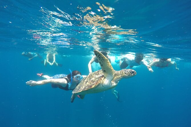 Snorkeling Tour In Gili Islands Pick Up From Lombok Or Gili - Customer Ratings and Reviews