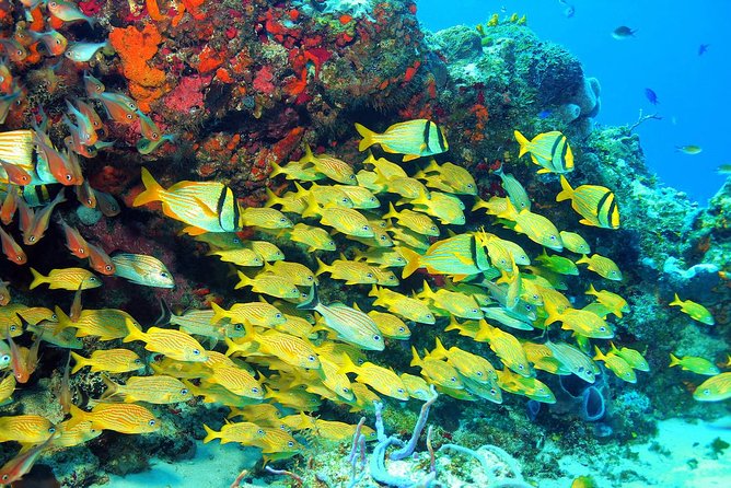 Snorkeling Tour in Puerto Morelos - Snorkeling Experience
