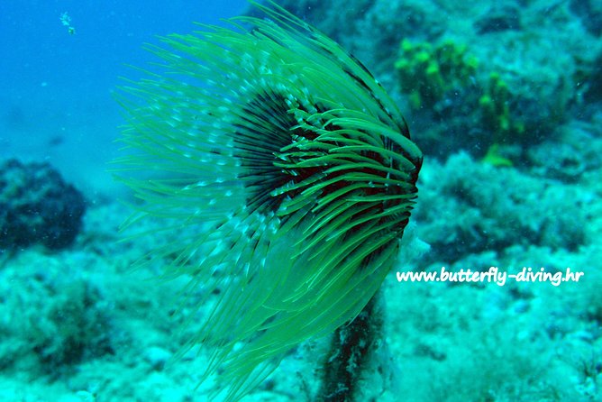 Snorkeling Tour Makarska Riviera, Islands of Hvar or Brač - Key Points