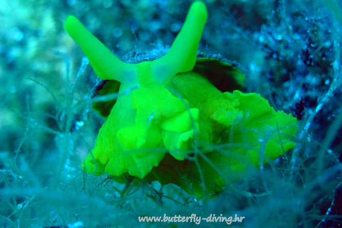 Snorkeling Tour Makarska Riviera, Islands of Hvar or Brač - Meeting and Pickup