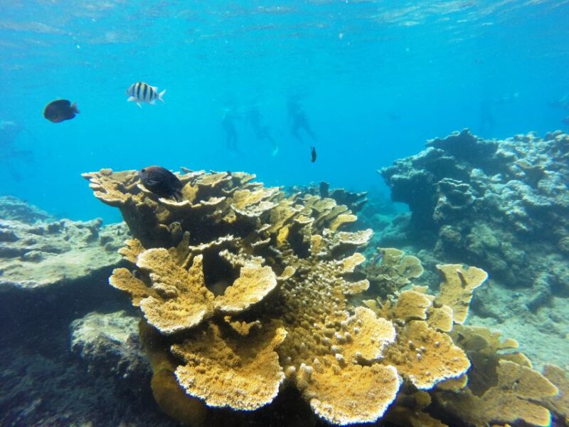 Snorkeling Tour & Sosua Beach Day - Activity Details