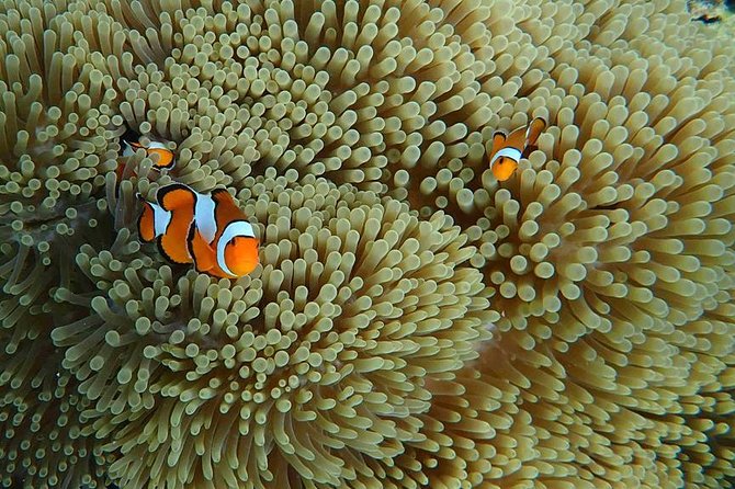 Snorkeling Tour to Coral & Maiton & Racha Island From Phuket - Tour Overview