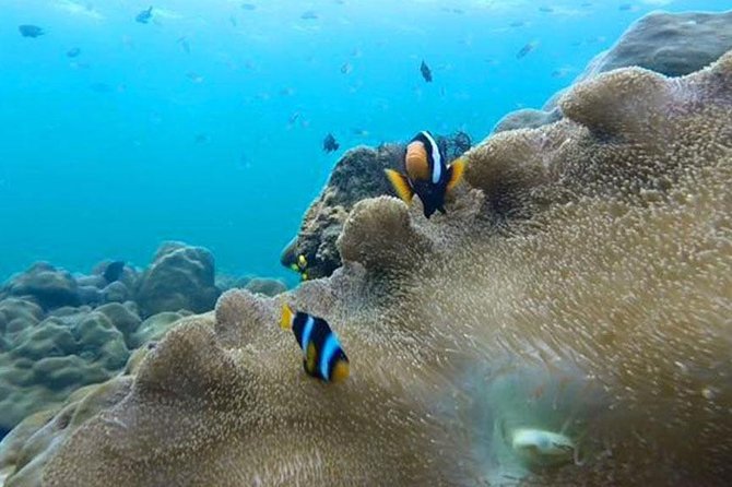 Snorkeling Tour to Koh Rok by Speedboat From Koh Lanta - Tour Capacity and Cancellation Policy