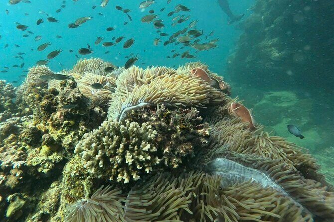 Snorkeling tour to South of Phu Quoc Island & BBQ ( Max 10 PAX ) - Final Thoughts: Why Choose This Tour?
