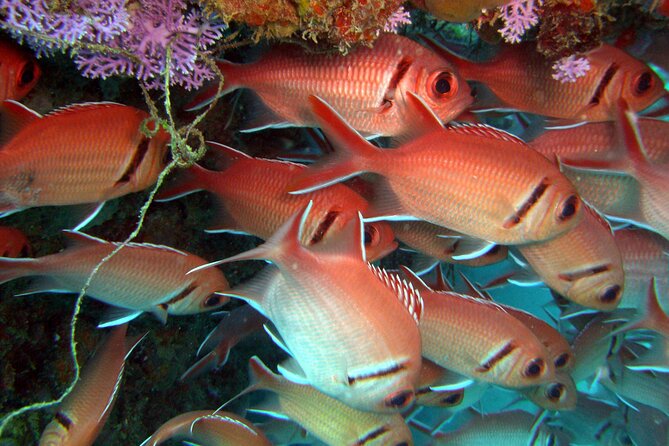 Snorkeling Tour With Fish and Turtles in San Juan - Important Information