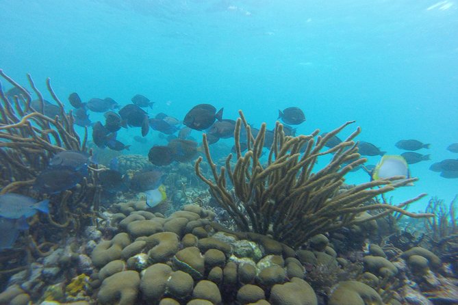 Snorkeling Tour (with Light Refreshments) - Group Size and Accessibility