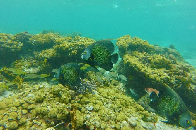 Snorkeling Tour (with Light Refreshments) - Pickup and Drop-off Options