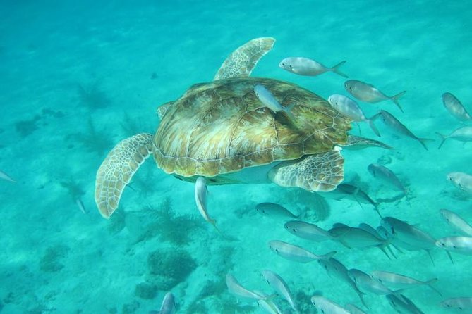 Snorkeling Tour (with Light Refreshments) - Encounter With Wildlife