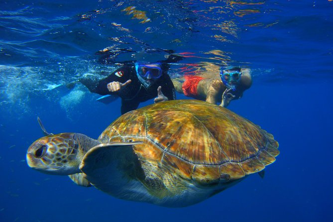 Snorkeling Tour With Sea Turtles and Stingrays - Tour Overview and Experience