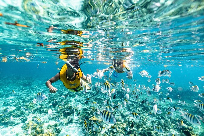 Snorkeling Tour With Turtles and Stingrays Puerto Morelos - Booking and Cancellation