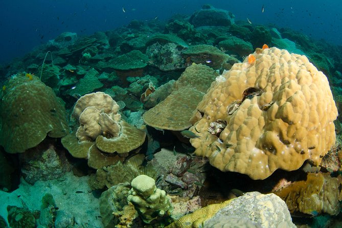 Snorkeling Trip at Koh Chang (Starts From Koh Chang) - Key Details