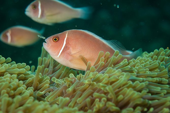 Snorkeling Trip at Koh Chang (Starts From Koh Chang) - Additional Information