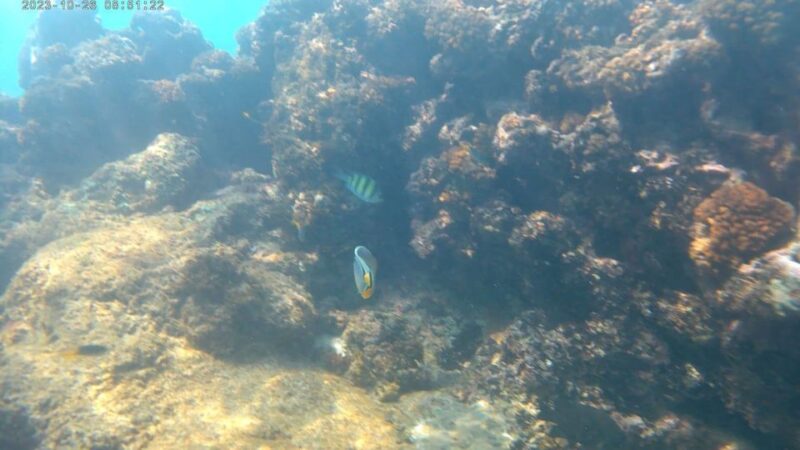 Snorkeling Trip From Polhena Beach, Matara, Sri Lanka - Equipment and Safety Measures