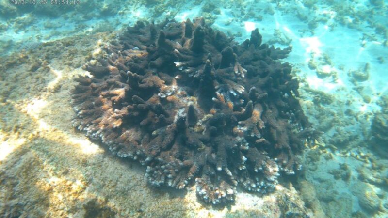 Snorkeling Trip From Polhena Beach, Matara, Sri Lanka - Reviews From Previous Customers