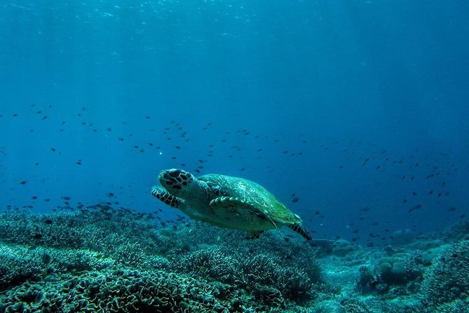 Snorkeling Trip Nusa Penida Bali - Overview of the Snorkeling Trip
