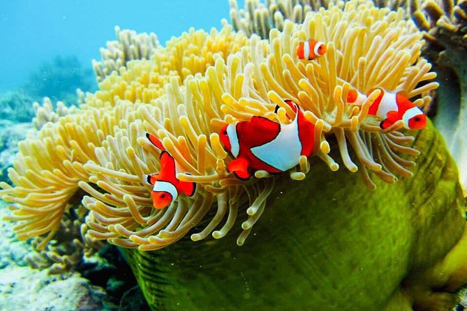 Snorkeling Trip Nusa Penida Bali - Crystal Bay: Stunning Coral and Clarity