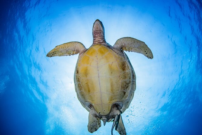 Snorkeling Trip to Menjangan Island - Pricing and Inclusions