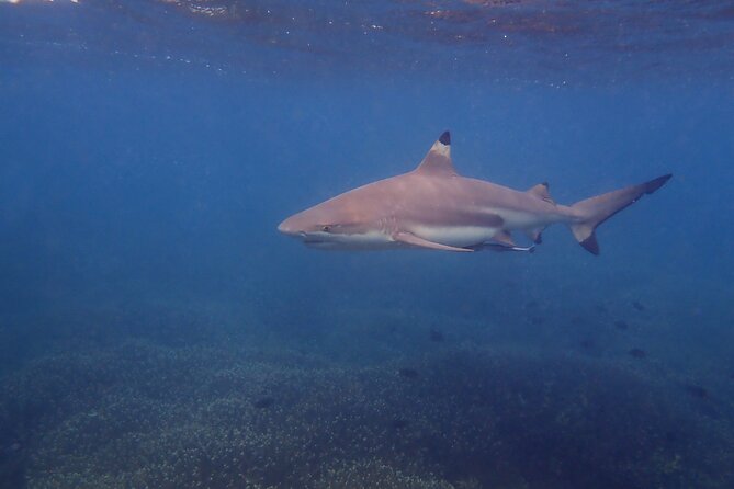 Snorkeling Trip to Pigeon Island - Confirmation and Booking Details