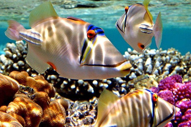 Snorkeling Trip to Utopia Island in Safaga From Luxor - Key Points