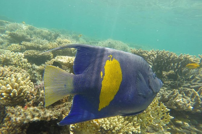 Snorkeling Trip to Utopia Island in Safaga From Luxor - Pickup and Additional Costs