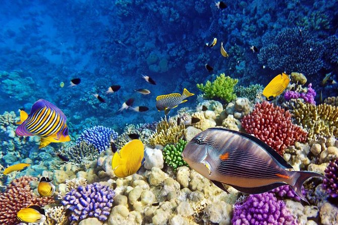 Snorkeling Trip to Utopia Island in Safaga From Luxor - Booking Information