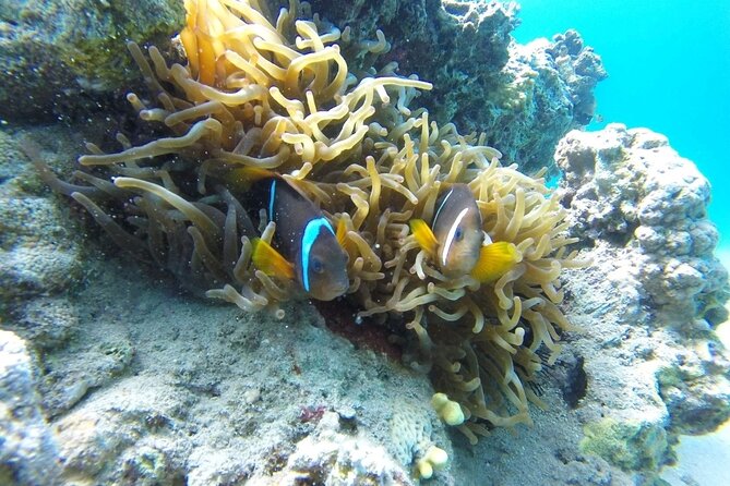 Snorkeling Trip With Pick up ( Beach) - Important Guidelines for Participants