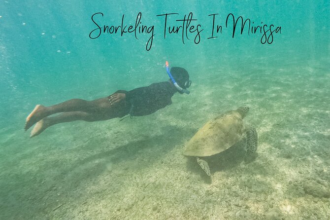 Snorkeling Turtles in Mirissa - Meeting Point and Transportation