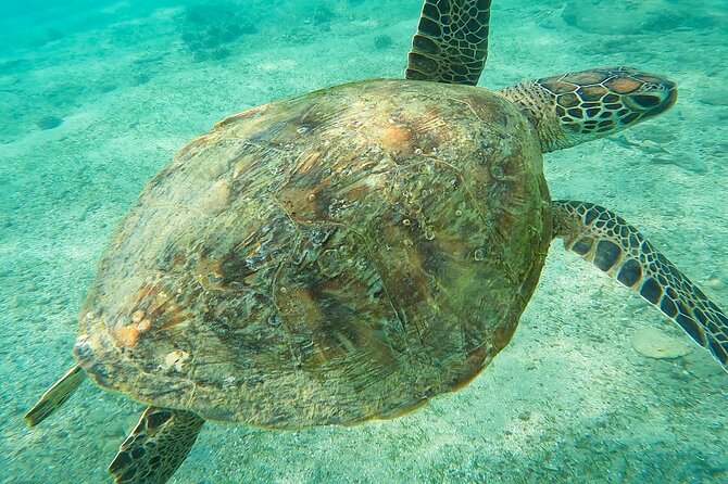 Snorkeling Turtles in Mirissa - Marine Life Spotting