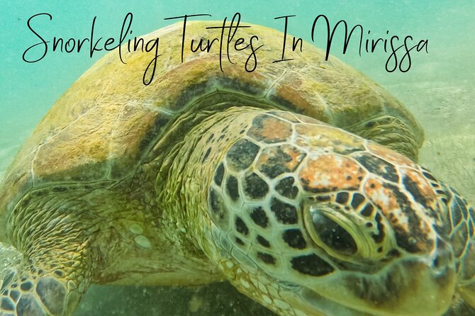 Snorkeling Turtles in Mirissa - Accessibility