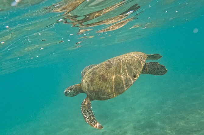 Snorkeling Turtles in Mirissa - Reviews and Ratings