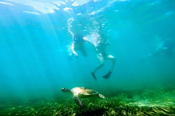 Snorkeling W/ Manatees & Turtles in San Juan! (Free Rum) - Meeting Point and Check-in Details