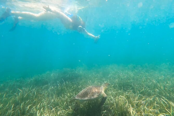 Snorkeling W/ Manatees & Turtles in San Juan! (Free Rum) - Complimentary Rum and Gratuities