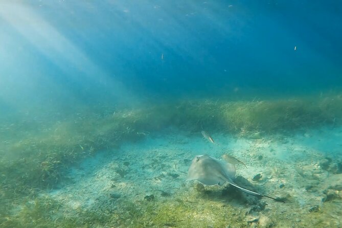Snorkeling W/ Manatees & Turtles in San Juan! (Free Rum) - Wildlife Sightings and Experiences