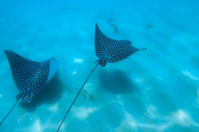 Snorkeling W/ Manatees & Turtles in San Juan! (Free Rum) - Accessibility and Comfort Considerations