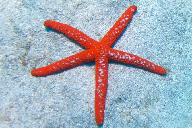 Snorkeling With a Professional Instructor in Tenerife - Pricing and Reviews