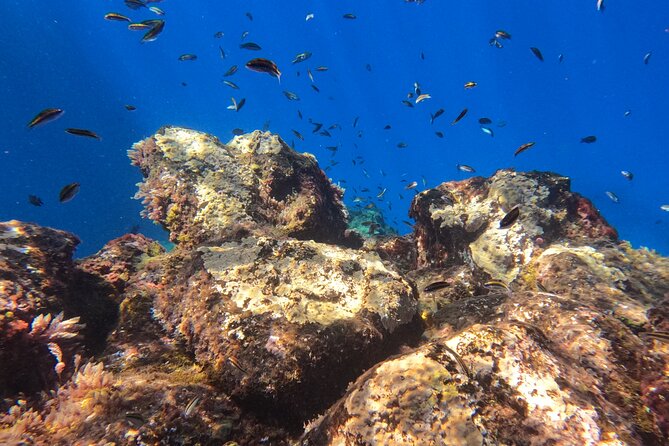 Snorkeling With a Professional Instructor in Tenerife - Schedule and Availability