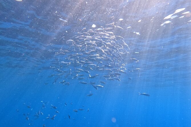 Snorkeling With a Professional Instructor in Tenerife - Health and Safety Considerations