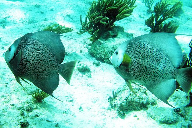 Snorkeling With Caribbean Fish and Private Cenote Exploration - Physical Fitness Level