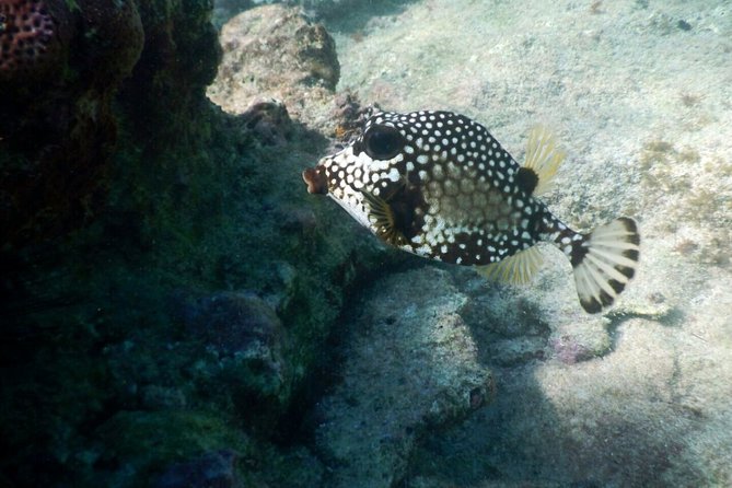 Snorkeling With Caribbean Fish and Private Cenote Exploration - Traveler Group Size