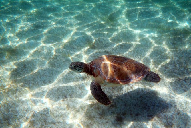 Snorkeling With Caribbean Fish and Private Cenote Exploration - Booking and Confirmations