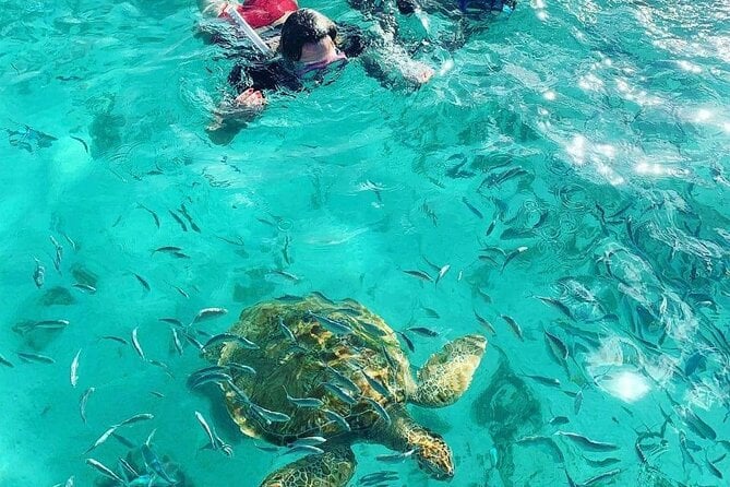 Snorkeling With Giant Turtles, the Red Church, Pamplemousses Garden & Port Louis - UNESCO-listed Aapravasi Ghat